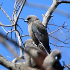 Artamus cyanopterus at Fyshwick, ACT - 23 Apr 2020