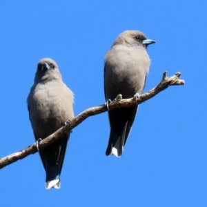 Artamus cyanopterus at Fyshwick, ACT - 23 Apr 2020