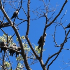 Artamus cyanopterus at Fyshwick, ACT - 23 Apr 2020 12:05 PM