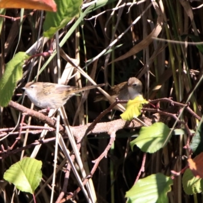 Poodytes gramineus (Little Grassbird) at Fyshwick, ACT - 23 Apr 2020 by RodDeb