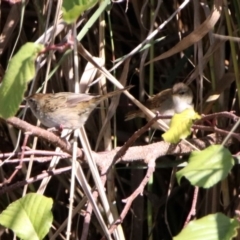 Poodytes gramineus at Fyshwick, ACT - 23 Apr 2020 12:43 PM