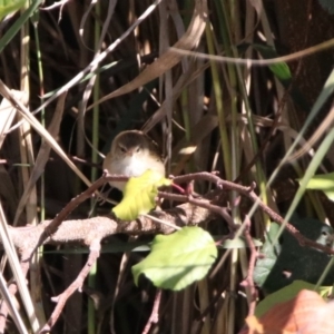 Poodytes gramineus at Fyshwick, ACT - 23 Apr 2020