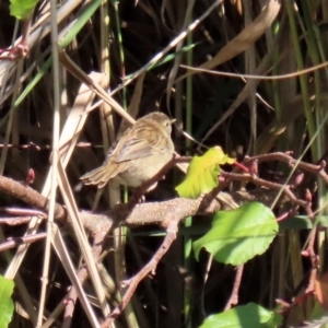 Poodytes gramineus at Fyshwick, ACT - 23 Apr 2020