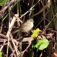 Poodytes gramineus at Fyshwick, ACT - 23 Apr 2020 12:43 PM