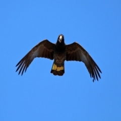 Zanda funerea (Yellow-tailed Black-Cockatoo) at Fyshwick, ACT - 23 Apr 2020 by RodDeb