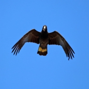 Zanda funerea at Fyshwick, ACT - 23 Apr 2020