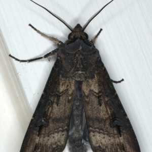 Agrotis ipsilon at Ainslie, ACT - 23 Apr 2020