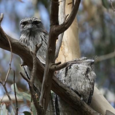 Podargus strigoides (Tawny Frogmouth) at Ainslie, ACT - 23 Apr 2020 by jbromilow50