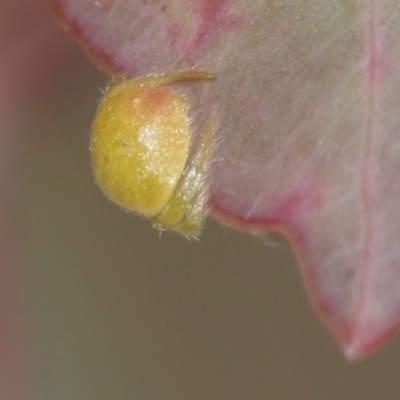 Dolophones sp. (genus) (Wrap-around spider) at Melba, ACT - 5 Feb 2010 by Bron