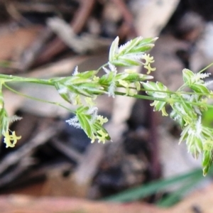 Poa sieberiana var. sieberiana at Tuggeranong DC, ACT - 12 Apr 2020