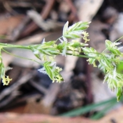 Poa sieberiana var. sieberiana (Snowgrass) at McQuoids Hill - 12 Apr 2020 by HelenCross