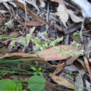 Poa sieberiana var. sieberiana at Tuggeranong DC, ACT - 12 Apr 2020