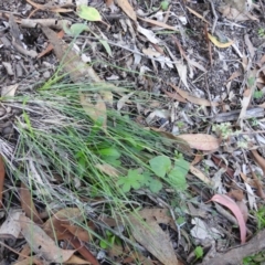 Poa sieberiana var. sieberiana at Tuggeranong DC, ACT - 12 Apr 2020