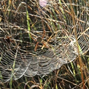 Argiope trifasciata at Fraser, ACT - 14 May 2010 09:22 AM