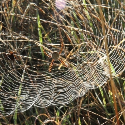 Argiope trifasciata (Banded orb weaver) at Mount Rogers - 13 May 2010 by Bron