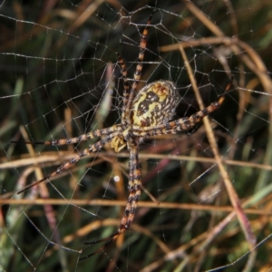 Argiope trifasciata at Fraser, ACT - 14 May 2010 09:22 AM