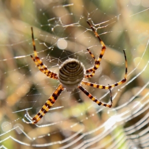 Argiope trifasciata at Fraser, ACT - 14 May 2010