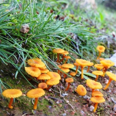 Lichenomphalia chromacea (Yellow Navel) at McQuoids Hill - 12 Apr 2020 by HelenCross