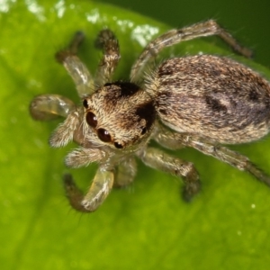 Maratus pavonis at Melba, ACT - suppressed