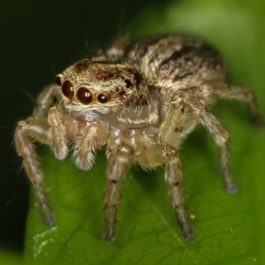 Maratus pavonis at Melba, ACT - suppressed