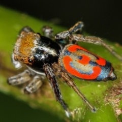 Maratus pavonis (Dunn's peacock spider) at Melba, ACT - 1 Nov 2010 by Bron