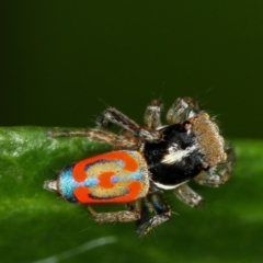 Maratus pavonis at Melba, ACT - 1 Nov 2010