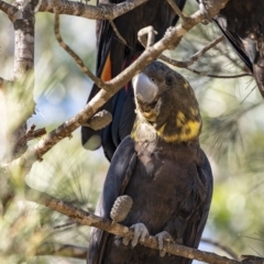 Calyptorhynchus lathami (Glossy Black-Cockatoo) at Penrose - 23 Apr 2020 by Aussiegall