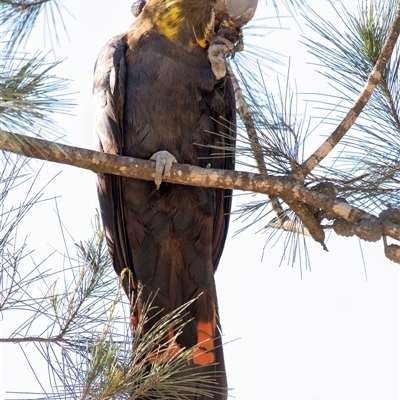 Calyptorhynchus lathami (Glossy Black-Cockatoo) at Penrose - 23 Apr 2020 by Aussiegall