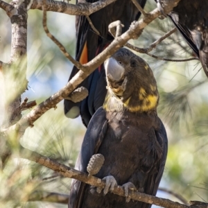 Calyptorhynchus lathami at Penrose, NSW - 24 Apr 2020
