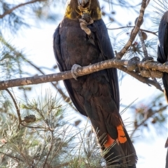 Calyptorhynchus lathami lathami at Penrose, NSW - suppressed