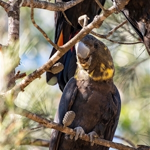 Calyptorhynchus lathami lathami at Penrose, NSW - 24 Apr 2020