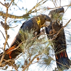 Calyptorhynchus lathami lathami at Penrose, NSW - 24 Apr 2020