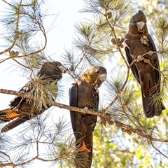 Calyptorhynchus lathami lathami at Penrose, NSW - suppressed