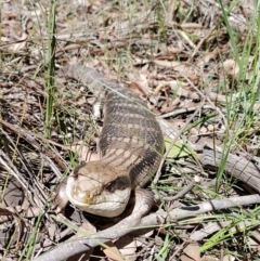 Tiliqua scincoides scincoides (Eastern Blue-tongue) at Penrose - 5 Apr 2020 by Aussiegall
