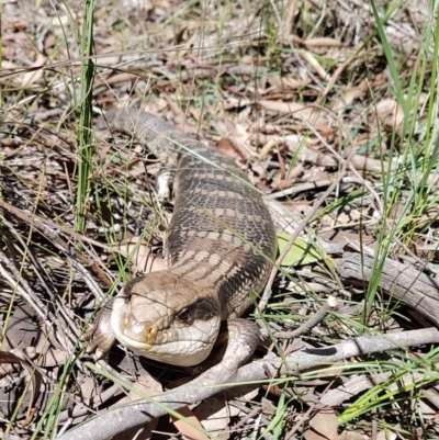 Tiliqua scincoides scincoides (Eastern Blue-tongue) at Penrose - 5 Apr 2020 by Aussiegall