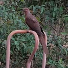 Macropygia phasianella (Brown Cuckoo-dove) at Penrose - 21 Apr 2020 by Aussiegall