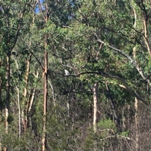 Haliaeetus leucogaster at Mogood, NSW - 24 Apr 2020