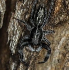 Ocrisiona leucocomis (White-flecked Crevice-dweller) at Melba, ACT - 22 Nov 2010 by Bron