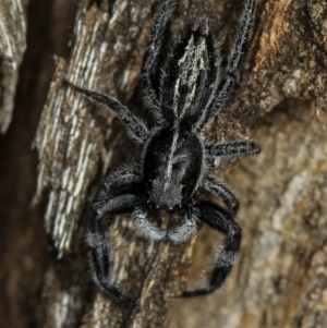 Ocrisiona leucocomis at Melba, ACT - 22 Nov 2010