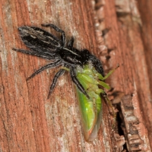 Ocrisiona leucocomis at Melba, ACT - 15 Jan 2011