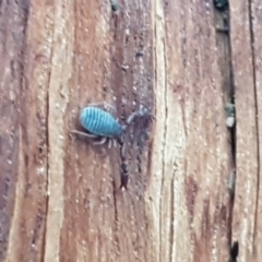 Conicochernes sp. (genus) (Chernetid Pseudoscorpion) at Holt, ACT - 25 Apr 2020 by trevorpreston