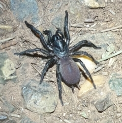 Atrax yorkmainorum (Funnel-web spider) at Majura, ACT - 16 Apr 2020 by LD12