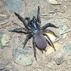 Stanwellia sp. (genus) at Majura, ACT - 16 Apr 2020