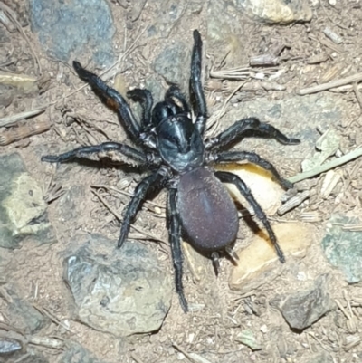 Atrax yorkmainorum (Funnel-web spider) at Mount Ainslie - 16 Apr 2020 by LD12
