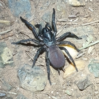 Stanwellia sp. (genus) (Trapdoor Spider) at Majura, ACT - 16 Apr 2020 by LD12