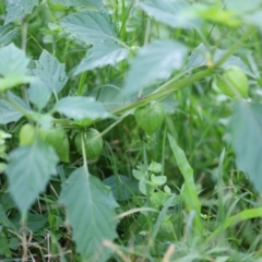 Physalis ixocarpa (Ground Cherry) at Quaama, NSW - 25 Apr 2020 by FionaG