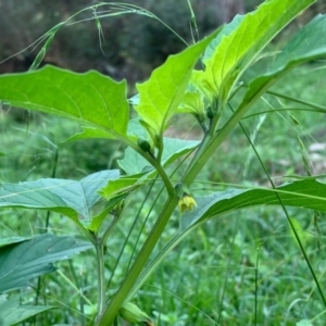 Physalis ixocarpa at Quaama, NSW - 25 Apr 2020