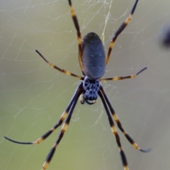 Trichonephila plumipes (Humped golden orb weaver) at Quaama, NSW - 25 Apr 2020 by FionaG
