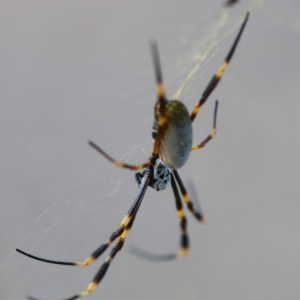 Nephila plumipes at Quaama, NSW - 25 Apr 2020