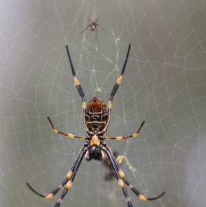 Nephila plumipes at Quaama, NSW - 25 Apr 2020